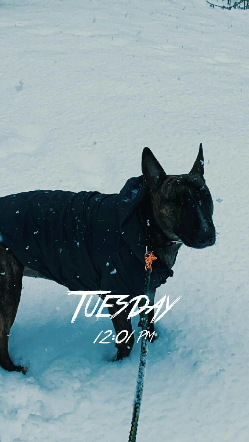 Reversible Polar Vest