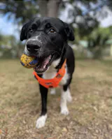 Power Duo - Tug Ring and Fetch Ball (Dog Toy Set)
