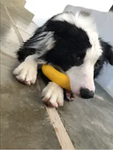 Power Duo - Tug Ring and Fetch Ball (Dog Toy Set)