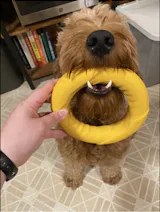 Power Duo - Tug Ring and Fetch Ball (Dog Toy Set)