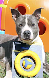 Power Duo - Tug Ring and Fetch Ball (Dog Toy Set)