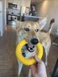 Power Duo - Tug Ring and Fetch Ball (Dog Toy Set)