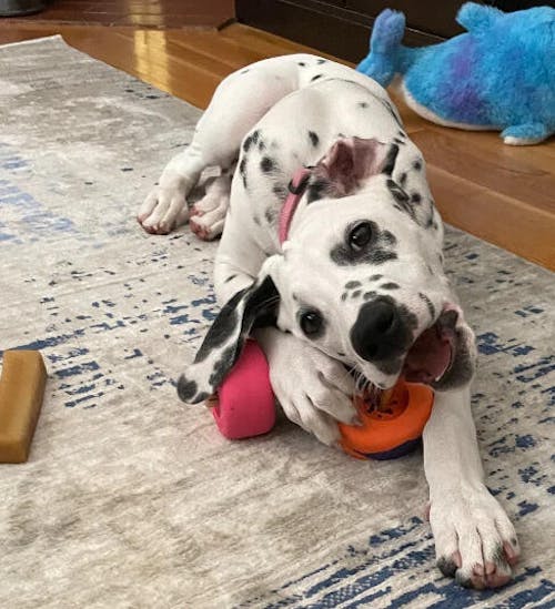 Bully Grip® Bully Stick Holder™