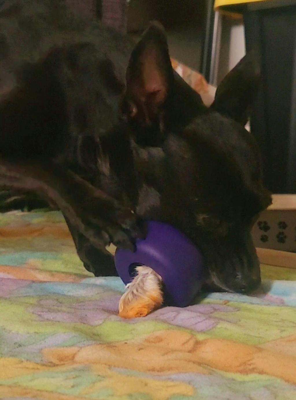 MISFIT Bully Grip Small