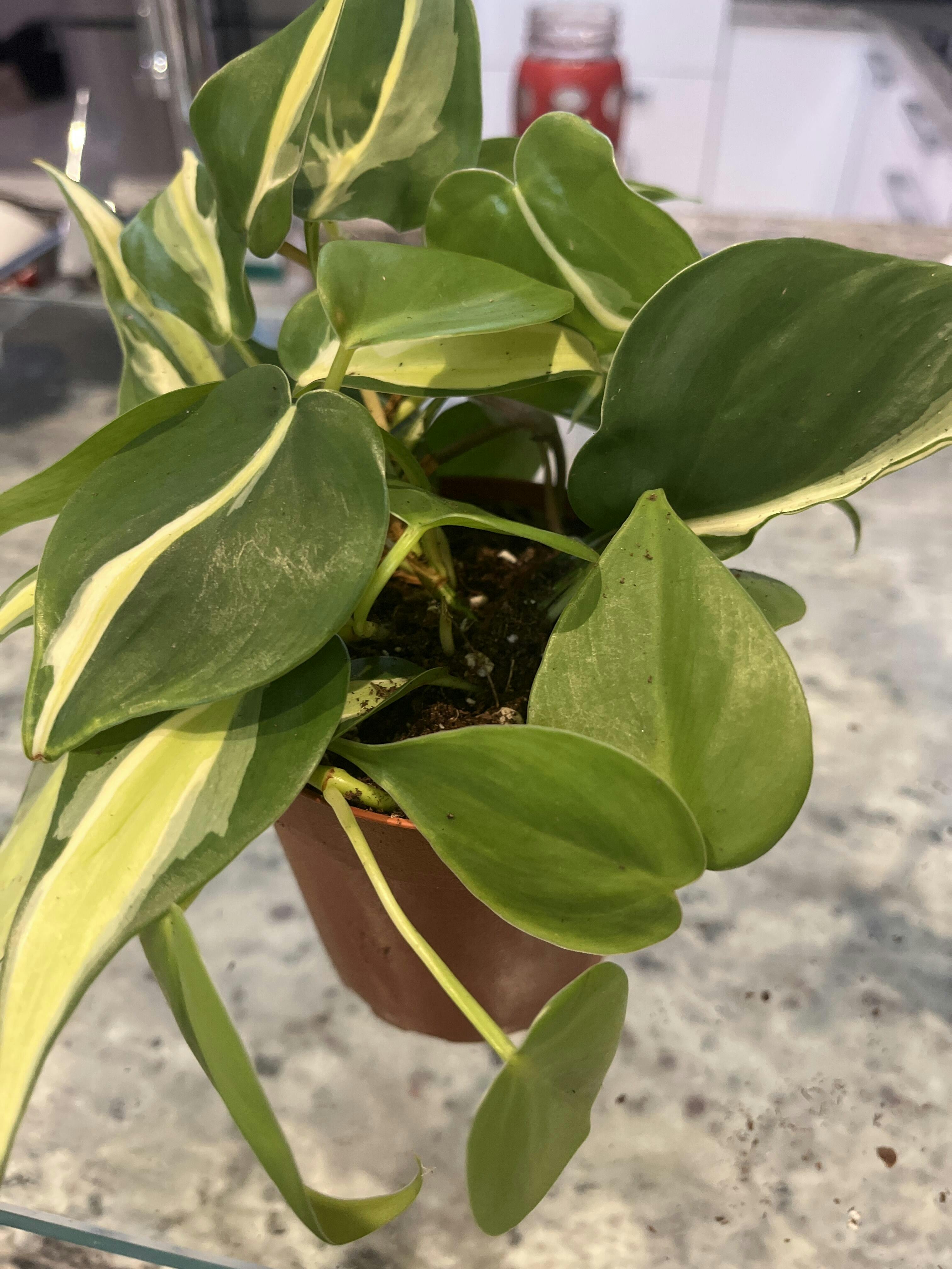 Philodendron Hederaceum Silver Stripe – Bumble Plants