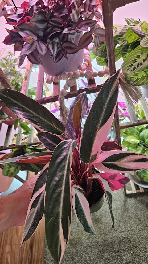 Calathea Triostar (Stromanthe Sanguinea)