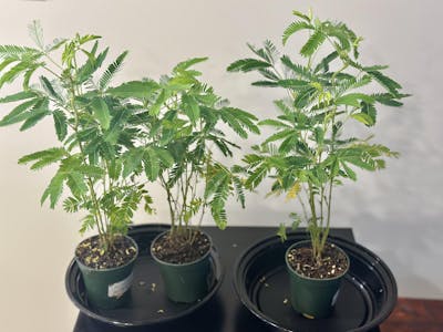 Mimosa Pudica Shame Sensitive Plant