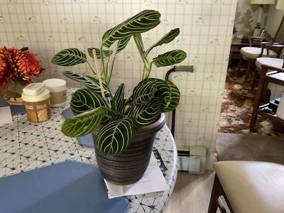 Lemon Lime Maranta Prayer Plant