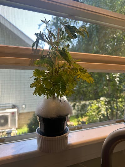 Mimosa Pudica Shame Sensitive Plant