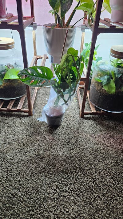 Monstera Adansonii Wide Leaf Form