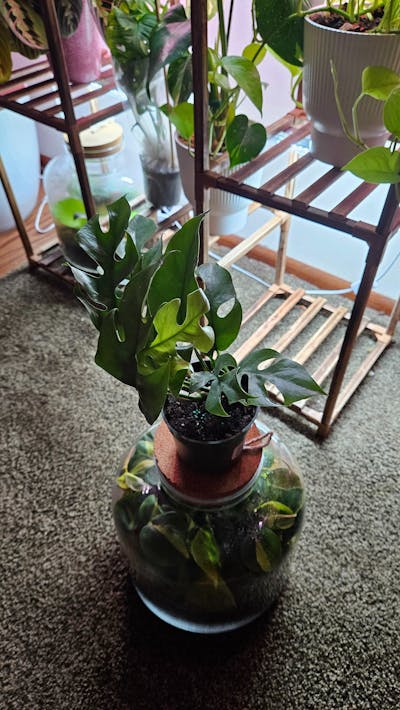 Rhaphidophora Tetrasperma Mini Monstera 'Ginny'