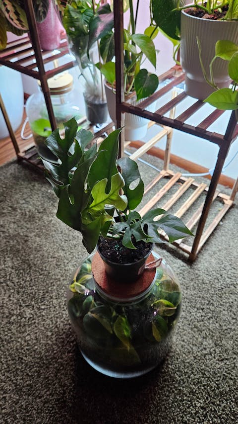 Rhaphidophora Tetrasperma Mini Monstera 'Ginny'