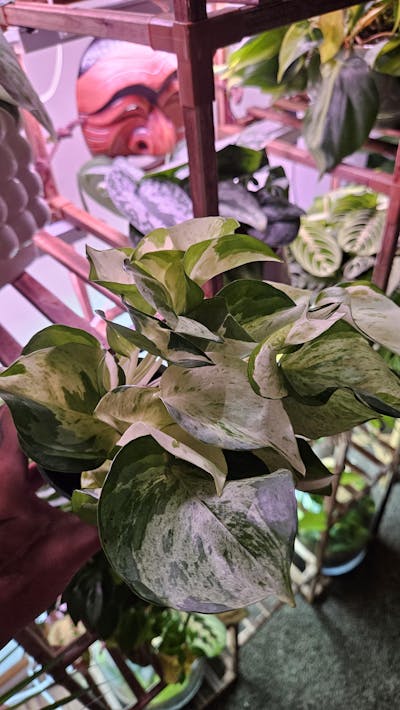 Pothos Manjula Epipremnum Aureum