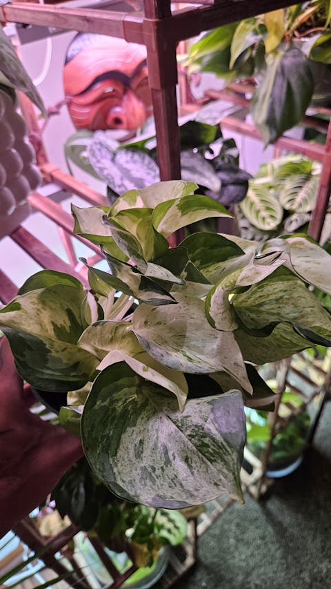 Pothos Manjula Epipremnum Aureum