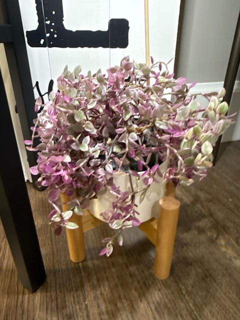 Callisia Repens Rosato 'Pink Panther'