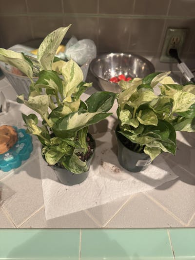 Pothos Manjula Epipremnum Aureum