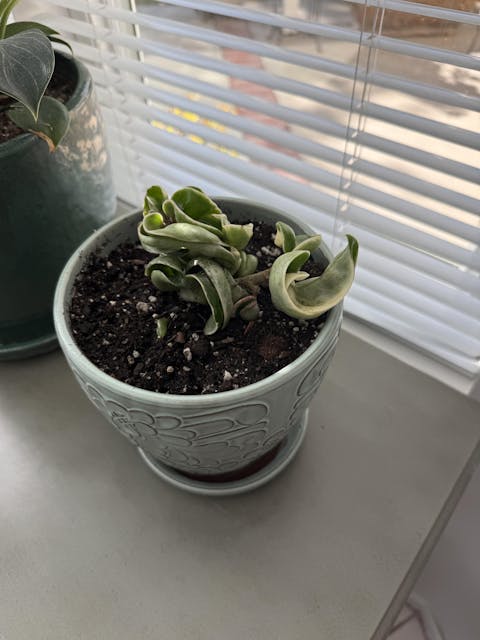 Variegated Hoya Hindu Rope