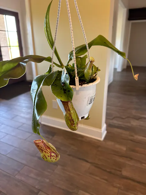 Nepenthes St. Gaya Carnivorous Pitcher Plant