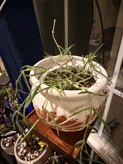 Hoya Linearis