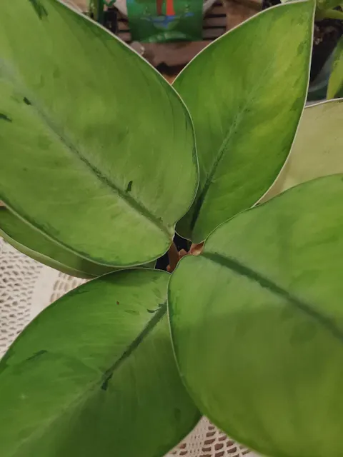 Homalomena Selby Hybrid