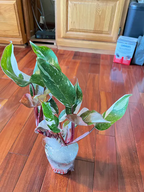Philodendron Red Medusa Hybrid