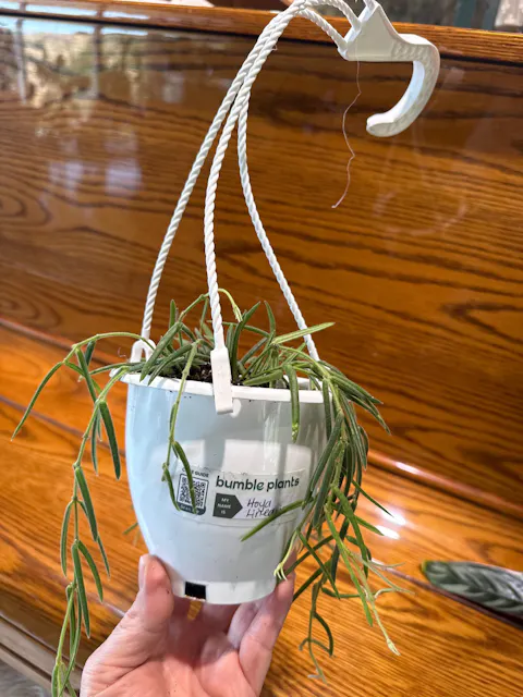 Hoya Linearis