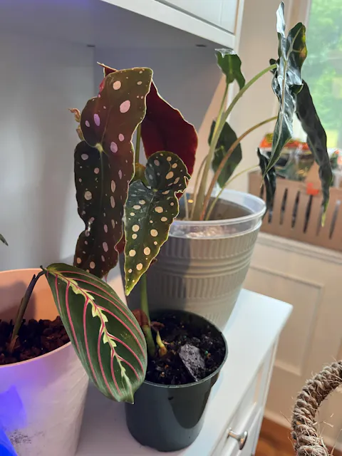 Begonia Maculata