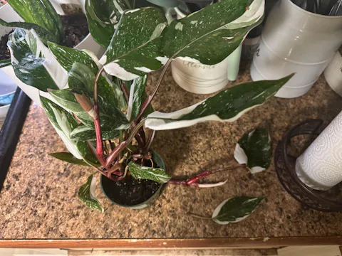Philodendron Red Medusa Hybrid