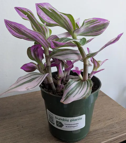 Tradescantia Bubblegum Lilac Nanouk