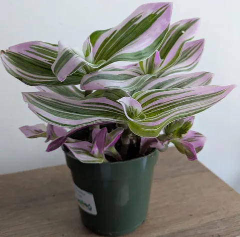 Tradescantia Bubblegum Lilac Nanouk