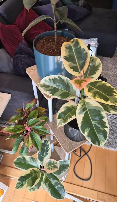 Ficus Tineke Variegated Rubber Plant