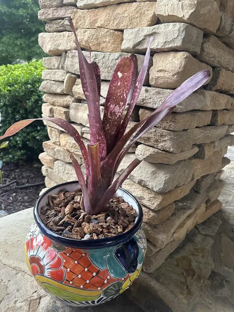 Tillandsia Cyanea 'Pink Quill' Bromeliad