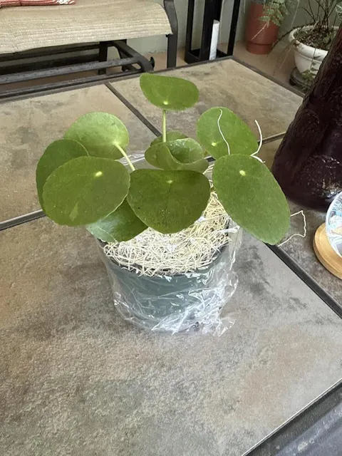 Pilea Peperomioides (Friendship Chinese Money Plant)