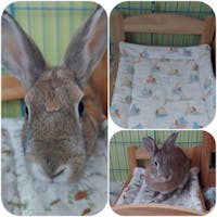 Build Your Own 100% Cotton Bunny Bed Pad or Pillow or Blanket (Fits Carriers and the Ikea Duktig Doll Bed or similar)