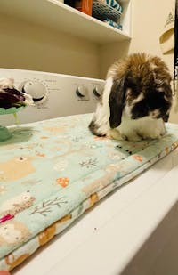 Design Your Own 100% Cotton Bunny Flop Pad in 3 Sizes - Small IKEA Bed, Med or Large