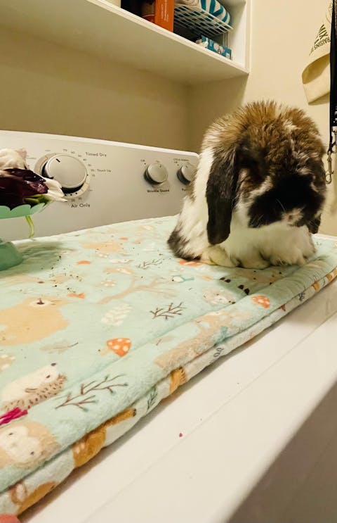 Design Your Own 100% Cotton Bunny Flop Pad in 6 Sizes - Small Mattress, Medium, Large or Xlarge Free US Shipping