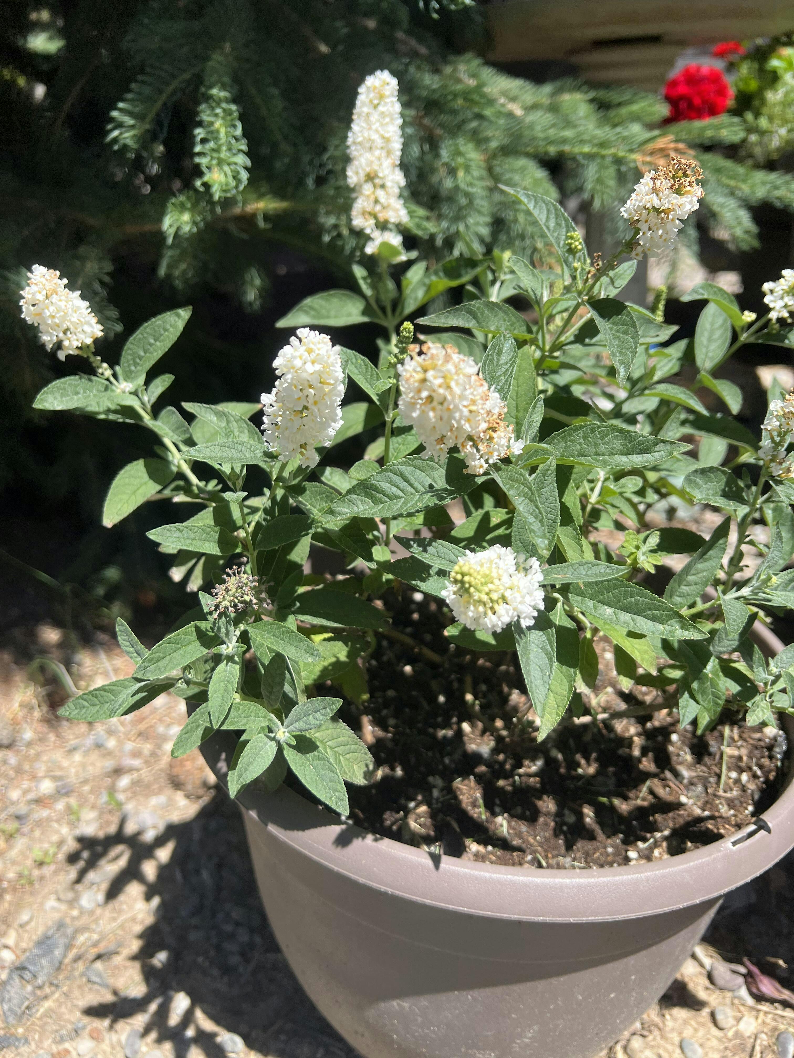 'Miss Pearl' Butterfly Bush