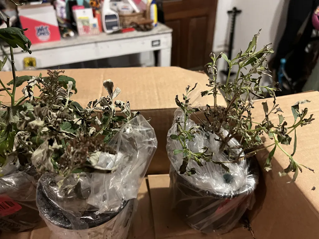 Orange Milkweed Plants For Sale Perennials Great Garden Plants