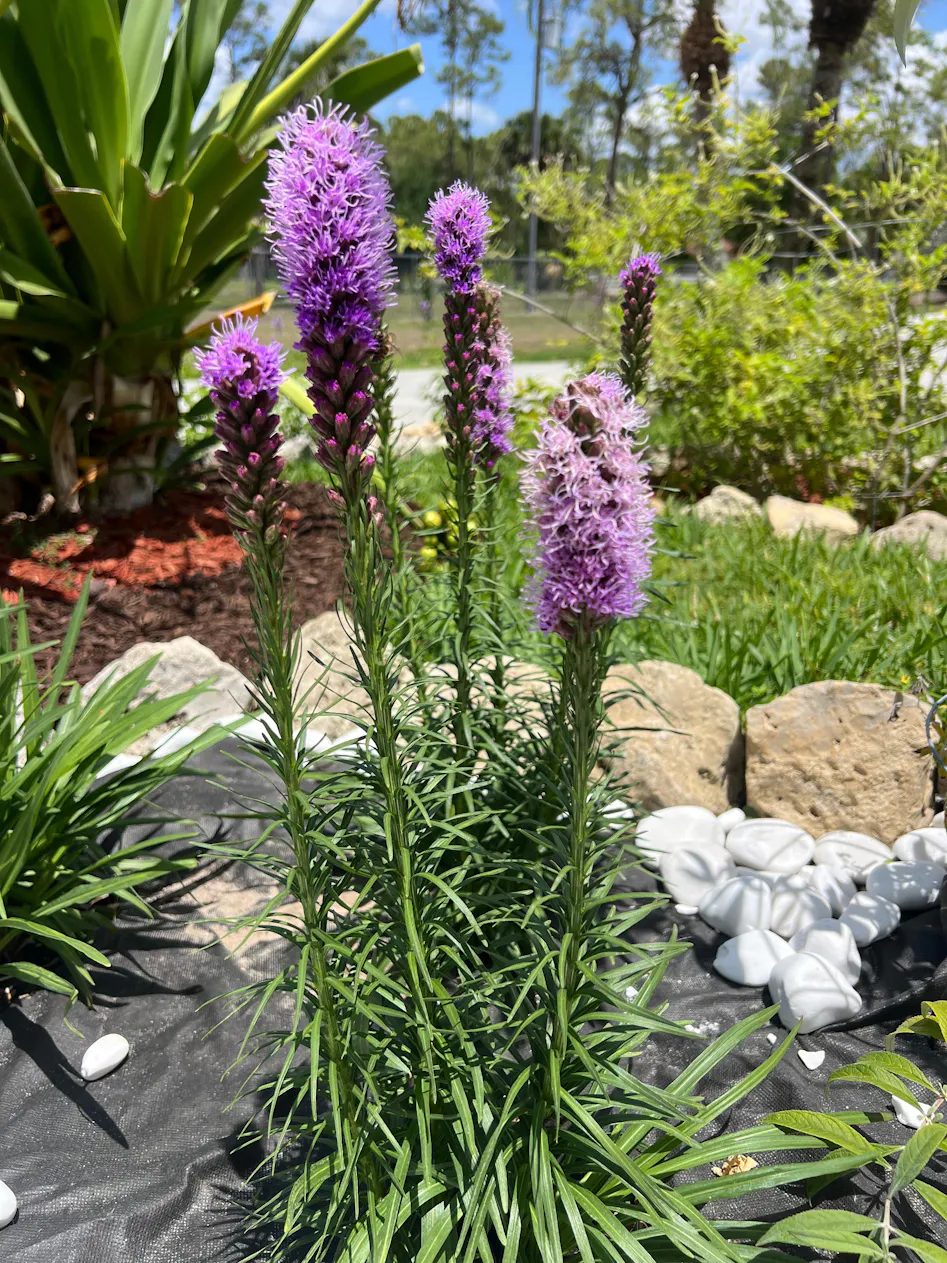 Liatris 'Kobold' Blazing Star Plants For Sale – ButterflyBushes.com