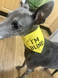 I'm blind scrunchie bandana