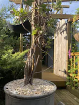 Crushed Whelk Shells – Mini Bag Recycled Shell Top Dressing (1kg)