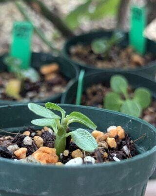 種】ドルステニア・ギガス / Dorstenia gigas – プラントブラザーズ