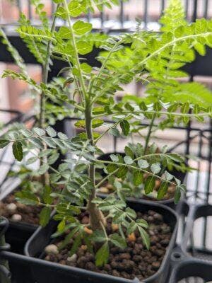 種】ボスウェリア・ネグレクタ [野生採種] / Boswellia neglecta