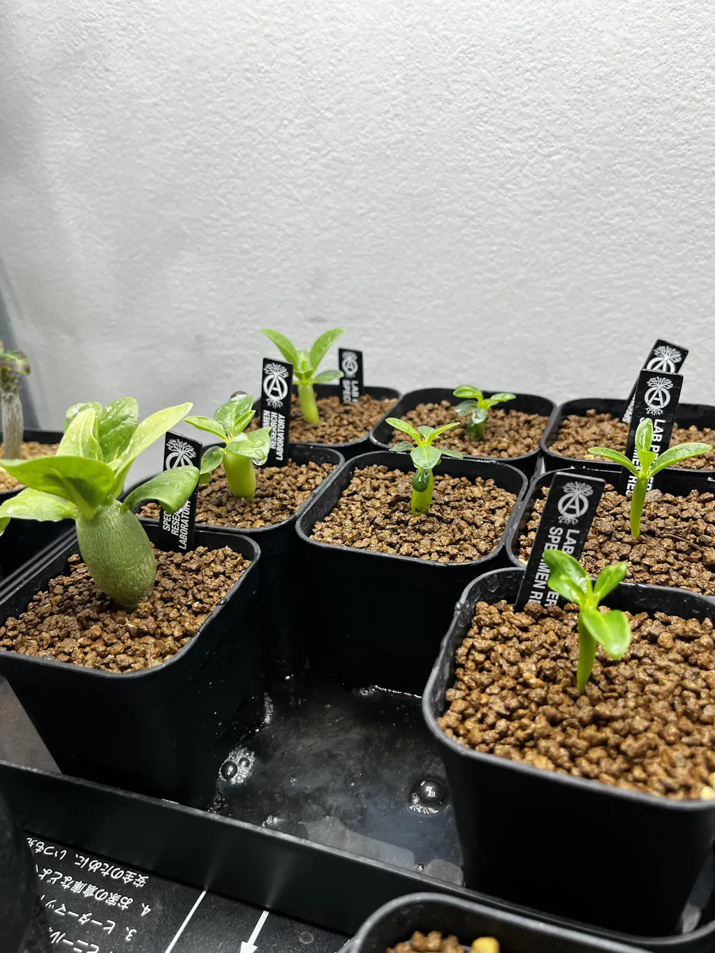 パキポディウム　レアリー　珍　実生　　（鉢付き) Pachypodium Lealii【パキポディウム・レアリー・実生】 | RIMO'S