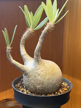 現品限り】チレコドン 万物想 d102 202111 Tylecodon reticulatus