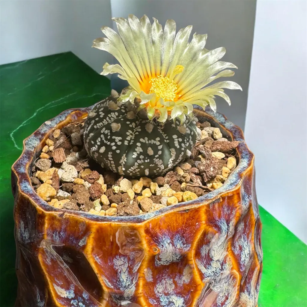 現品限り】パキポディウム・グラキリス 実生【V39】 Pachypodium