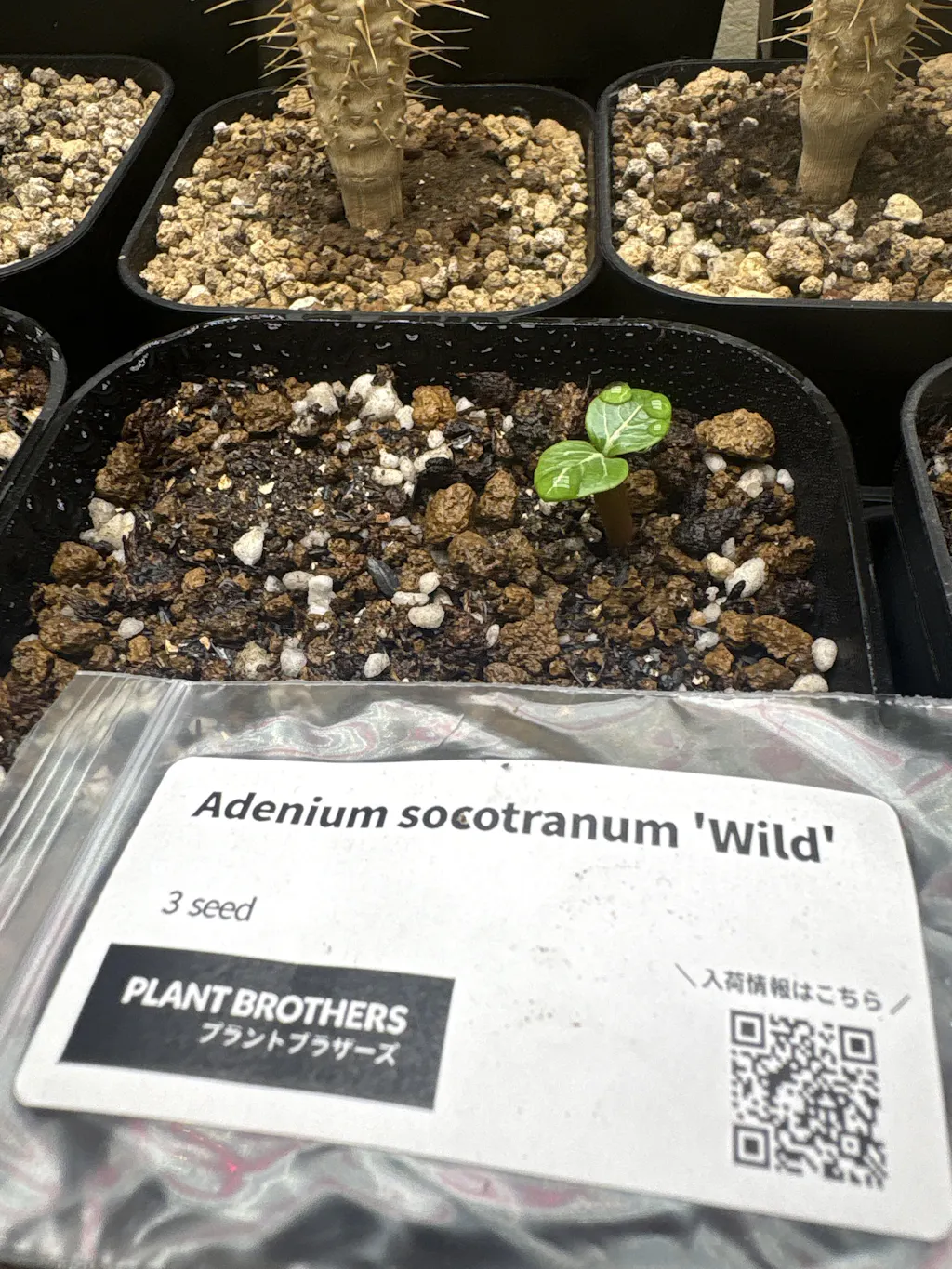 種】アデニウム・ソコトラナム [野生採種](ソコトラ島)/Adenium