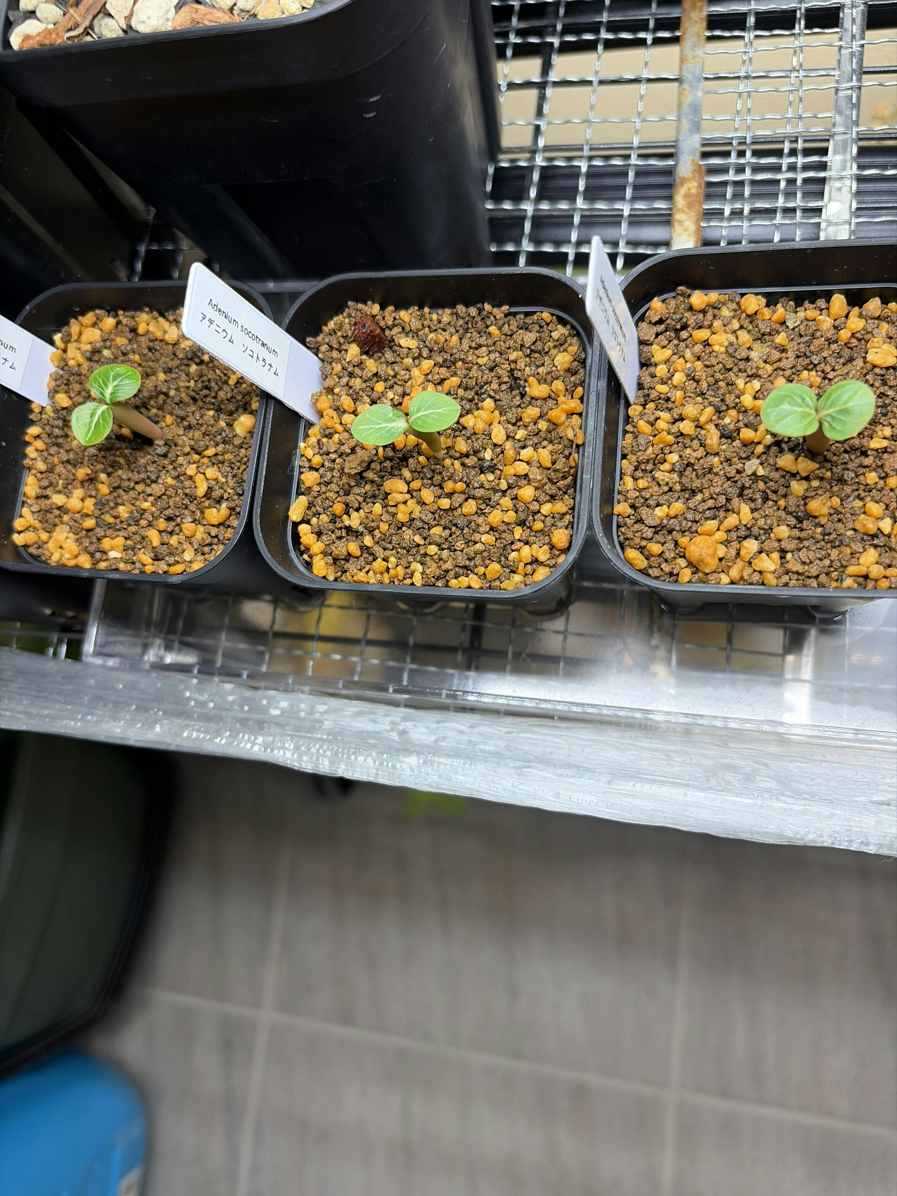 種】アデニウム・ソコトラナム [野生採種](ソコトラ島)/Adenium
