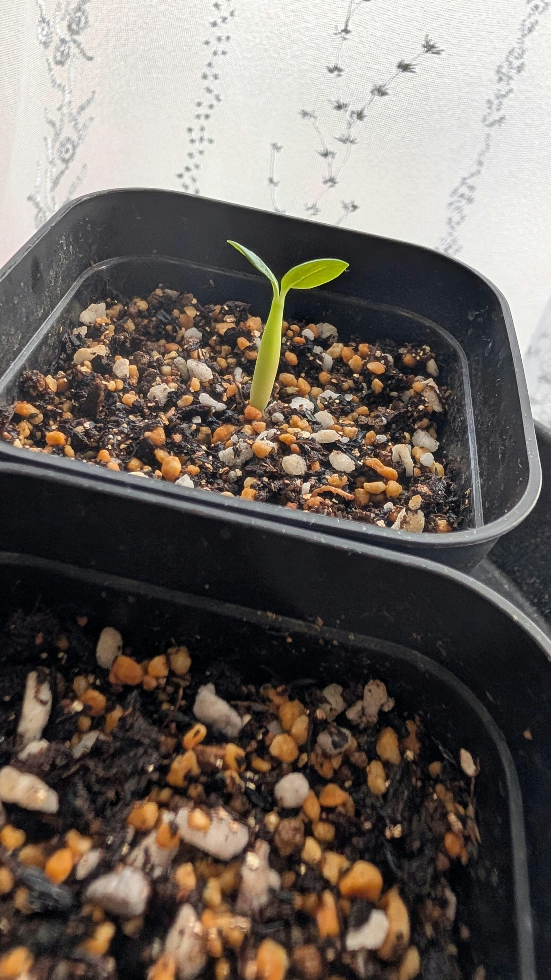 種】アデニウム・ソコトラナム [野生採種](ソコトラ島)/Adenium