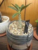 現品限り】チレコドン・シングラリス【M23】 Tylecodon singularis